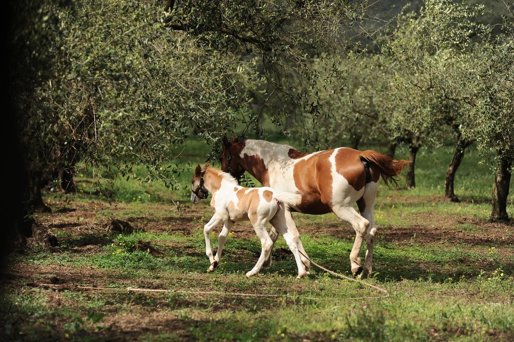 Agriturismo Frantoio Mafrica Limbadi Exteriér fotografie