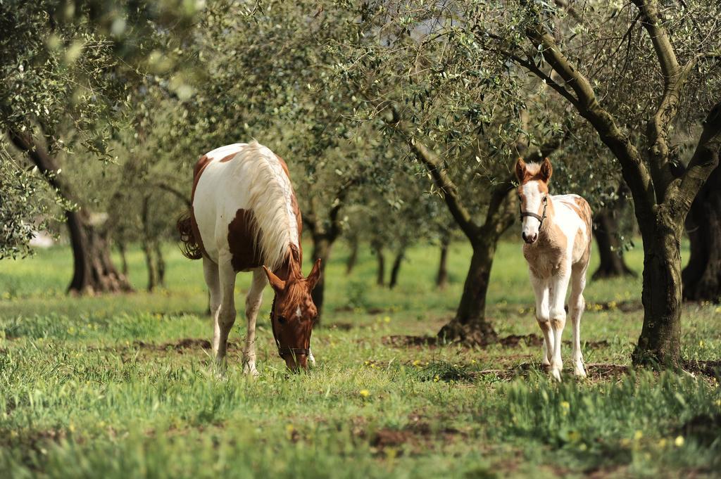 Agriturismo Frantoio Mafrica Limbadi Exteriér fotografie